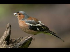 John Bragg-Chaffinch-First.jpg